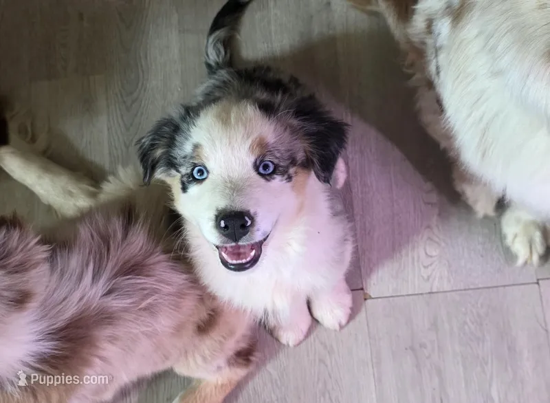 Artie Blue Merle ASDR – Australian Shepherd puppy for sale in Old Fort, TN