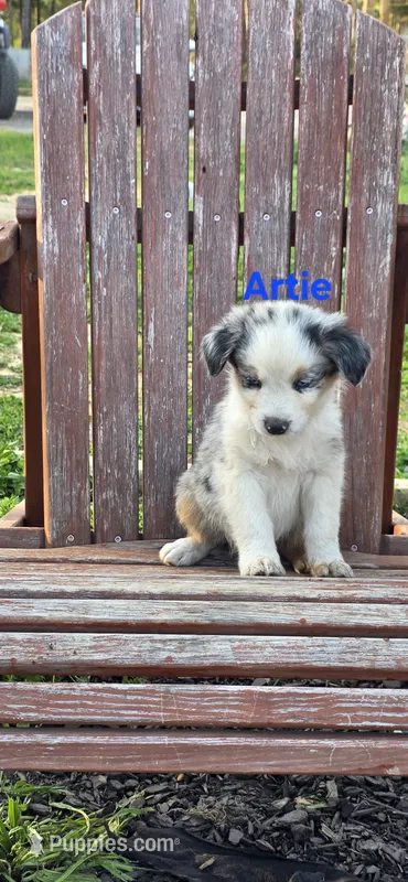 Artie – Australian Shepherd puppy for sale in Old Fort, TN