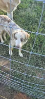 Ranger, a male Australian Shepherd for sale in Old Fort, TN – 3 of 5