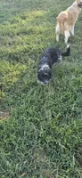 Violet, a female Australian Shepherd for sale in Old Fort, TN – 2 of 5
