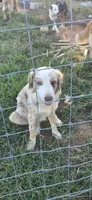 Ranger, a male Australian Shepherd for sale in Old Fort, TN – 2 of 5