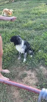 Violet, a female Australian Shepherd for sale in Old Fort, TN – 5 of 5