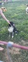 Violet, a female Australian Shepherd for sale in Old Fort, TN – 4 of 5