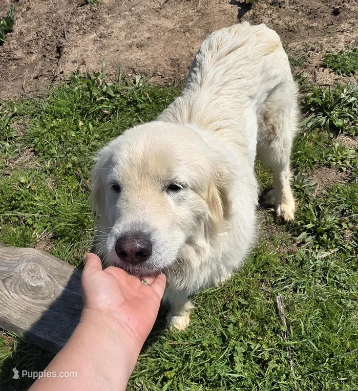 Chanel, a female Great Pyrenees for sale in Old Fort, TN – Photo 1 of 1