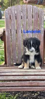 Lancelot, a male Australian Shepherd for sale in Old Fort, TN – Photo 2 of 2