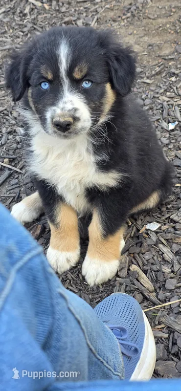 Lancelot – Australian Shepherd puppy for sale in Old Fort, TN