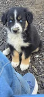 Lancelot, a male Australian Shepherd for sale in Old Fort, TN – Photo 1 of 2