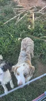 Ranger, a male Australian Shepherd for sale in Old Fort, TN – 5 of 5