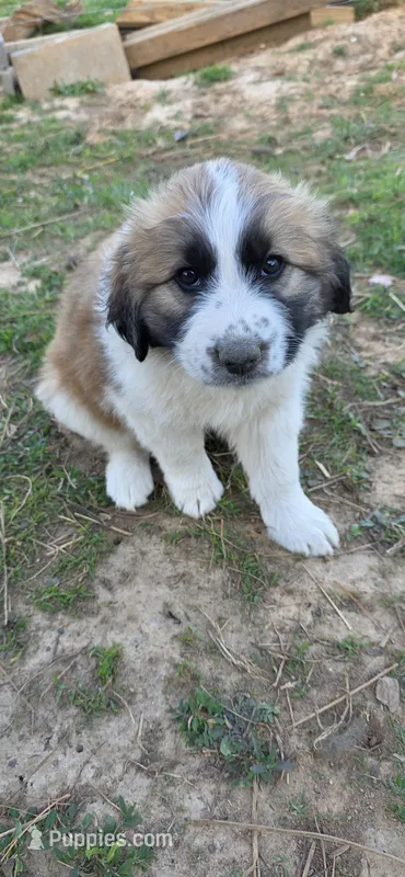 Princess – Australian Shepherd, Great Pyrenees puppy for sale in Old Fort, TN