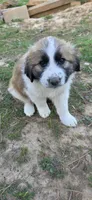 Princess, a female Australian Shepherd and Great Pyrenees for sale in Old Fort, TN – Photo 1 of 2