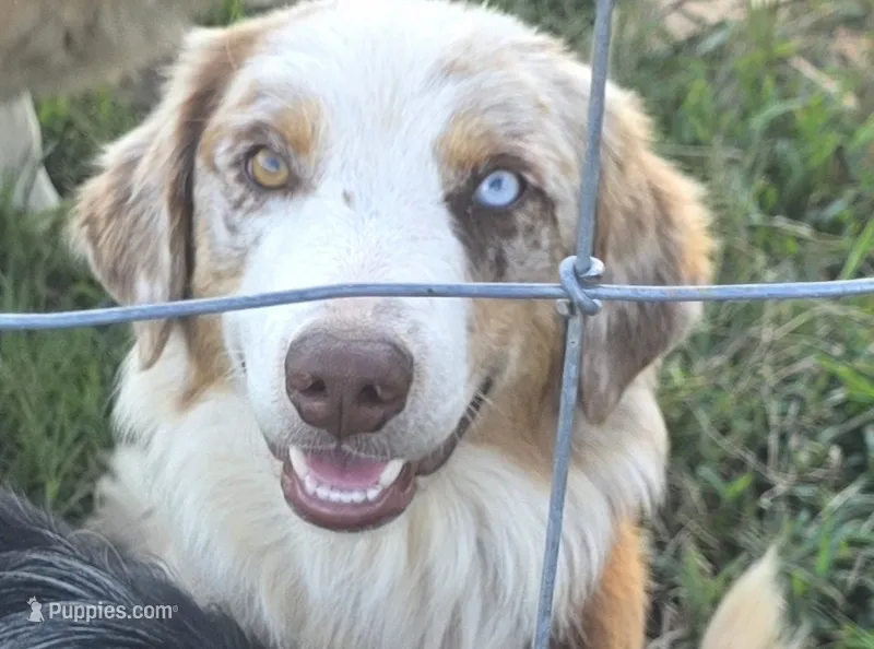 Ranger – Australian Shepherd puppy for sale in Old Fort, TN