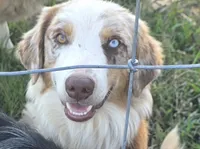 Ranger, a male Australian Shepherd for sale in Old Fort, TN – 1 of 5