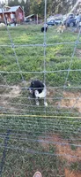 Violet, a female Australian Shepherd for sale in Old Fort, TN – 3 of 5