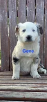 Gene, a male Australian Shepherd for sale in Old Fort, TN – Photo 2 of 2