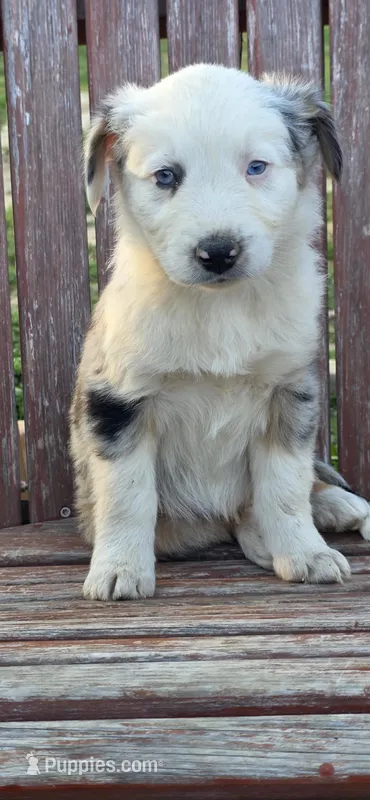Gene – Australian Shepherd puppy for sale in Old Fort, TN