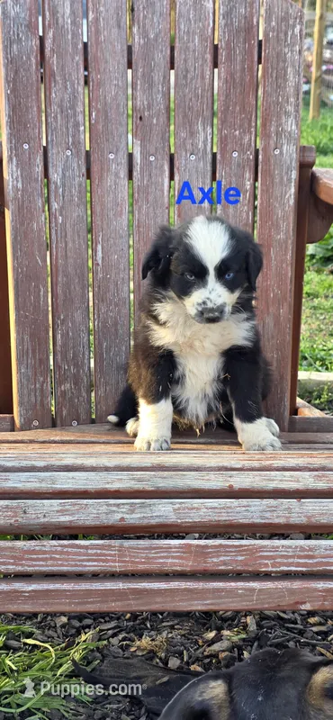 Axle – Australian Shepherd puppy for sale in Old Fort, TN
