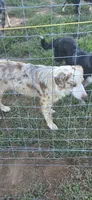 Ranger, a male Australian Shepherd for sale in Old Fort, TN – 4 of 5