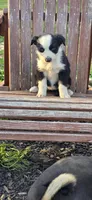 Prim, a female Australian Shepherd for sale in Old Fort, TN – Photo 2 of 2