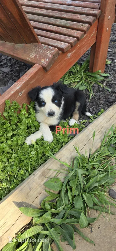 Prim – Australian Shepherd puppy for sale in Old Fort, TN