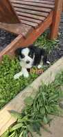 Prim, a female Australian Shepherd for sale in Old Fort, TN – Photo 1 of 2