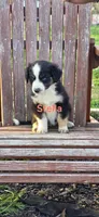 Stella, a female Australian Shepherd for sale in Old Fort, TN – Photo 1 of 2
