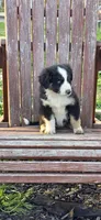 Stella, a female Australian Shepherd for sale in Old Fort, TN – Photo 2 of 2