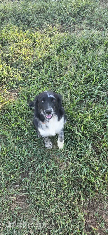 Violet – Australian Shepherd puppy for sale in Old Fort, TN