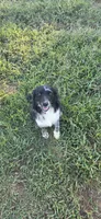 Violet, a female Australian Shepherd for sale in Old Fort, TN – 1 of 5