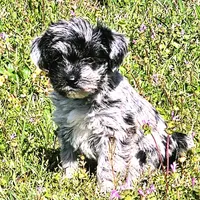 Female Miniature Schnauzer, a female Miniature Schnauzer for sale in Mcdonough, GA – Photo 2 of 4