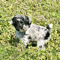 Female Miniature Schnauzer, a female Miniature Schnauzer for sale in Mcdonough, GA – Photo 3 of 4