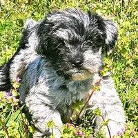 Female Miniature Schnauzer, a female Miniature Schnauzer for sale in Mcdonough, GA – Photo 1 of 4