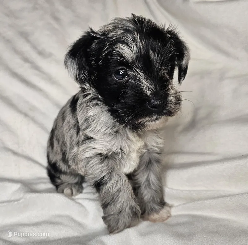 Female Miniature Schnauzer – Miniature Schnauzer puppy for sale in Mcdonough, GA