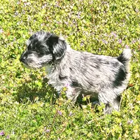 Female Miniature Schnauzer, a female Miniature Schnauzer for sale in Mcdonough, GA – Photo 4 of 4