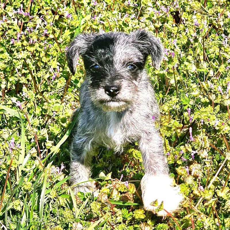 Male Miniature Schnauzer  – Miniature Schnauzer puppy for sale in Mcdonough, GA