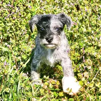 Male Miniature Schnauzer , a male Miniature Schnauzer for sale in Mcdonough, GA – Photo 1 of 4
