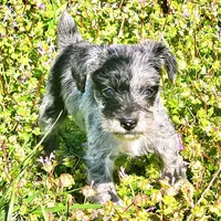 Male Miniature Schnauzer , a male Miniature Schnauzer for sale in Mcdonough, GA – Photo 3 of 4