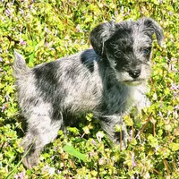Male Miniature Schnauzer , a male Miniature Schnauzer for sale in Mcdonough, GA – Photo 2 of 4