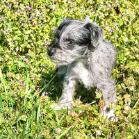 Male Miniature Schnauzer , a male Miniature Schnauzer for sale in Mcdonough, GA – Photo 4 of 4