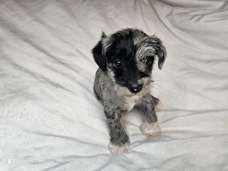 Male Miniature Schnauzer  – Miniature Schnauzer puppy on hold in Mcdonough, GA