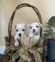 Pita, a female Chihuahua for sale in Austin, TX – Photo 2 of 2