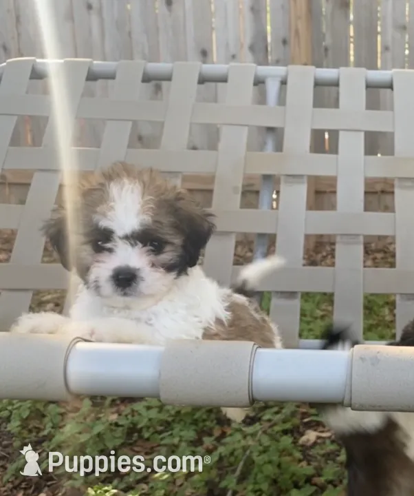 Mr Eko, a male Shihpoo for sale in Austin, TX – Photo 3 of 3