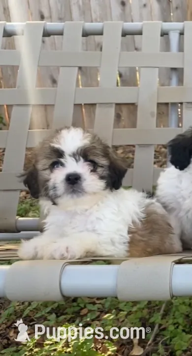 Mr Eko, a male Shihpoo for sale in Austin, TX – Photo 2 of 3