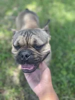 Tank, a male French Bulldog for sale in Tampa, FL – 3 of 4