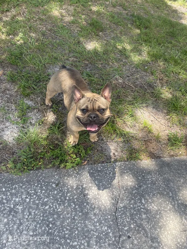 Tank – French Bulldog puppy for sale in Tampa, FL