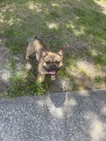 Tank, a male French Bulldog for sale in Tampa, FL – 1 of 4