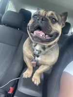 Tank, a male French Bulldog for sale in Tampa, FL – 4 of 4