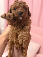Brown, a male Poodle - Miniature  for sale in Miami, FL – Photo 1 of 3