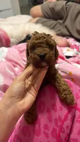 Brown, a male Poodle - Miniature  for sale in Miami, FL – Photo 2 of 3