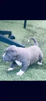 Blue, a male American Bully for sale in Miami, FL – Photo 4 of 4