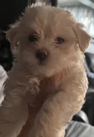 Blue, a male Maltese for sale in New York, NY – 1 of 1
